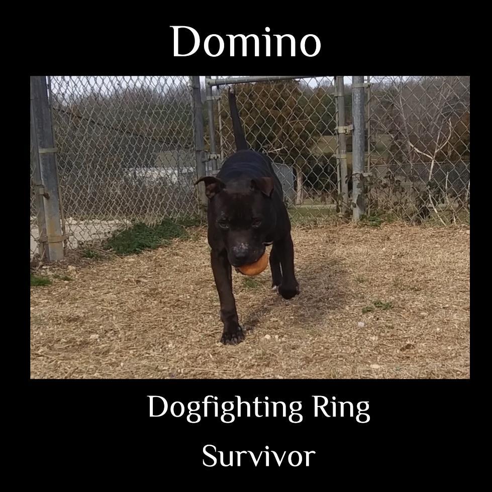 Domino