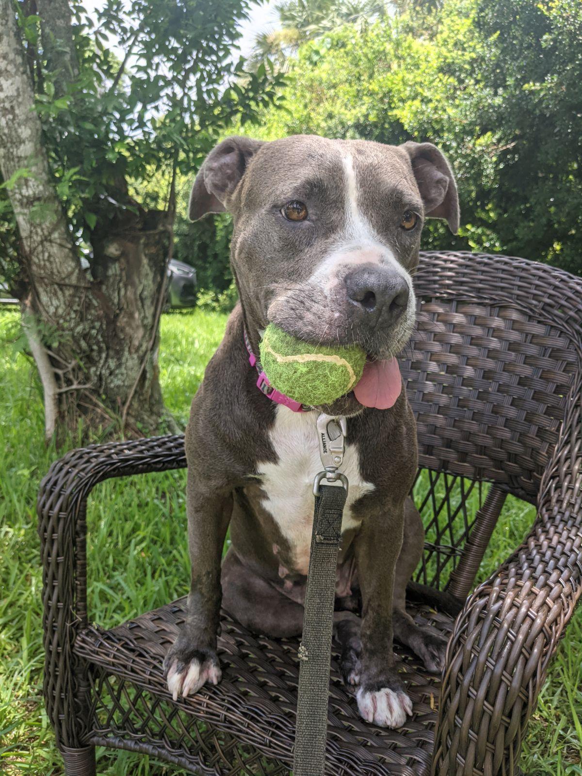 A young medium-sized female American Staffordshire Terrier dog named Mia for adoption in Weston, FL