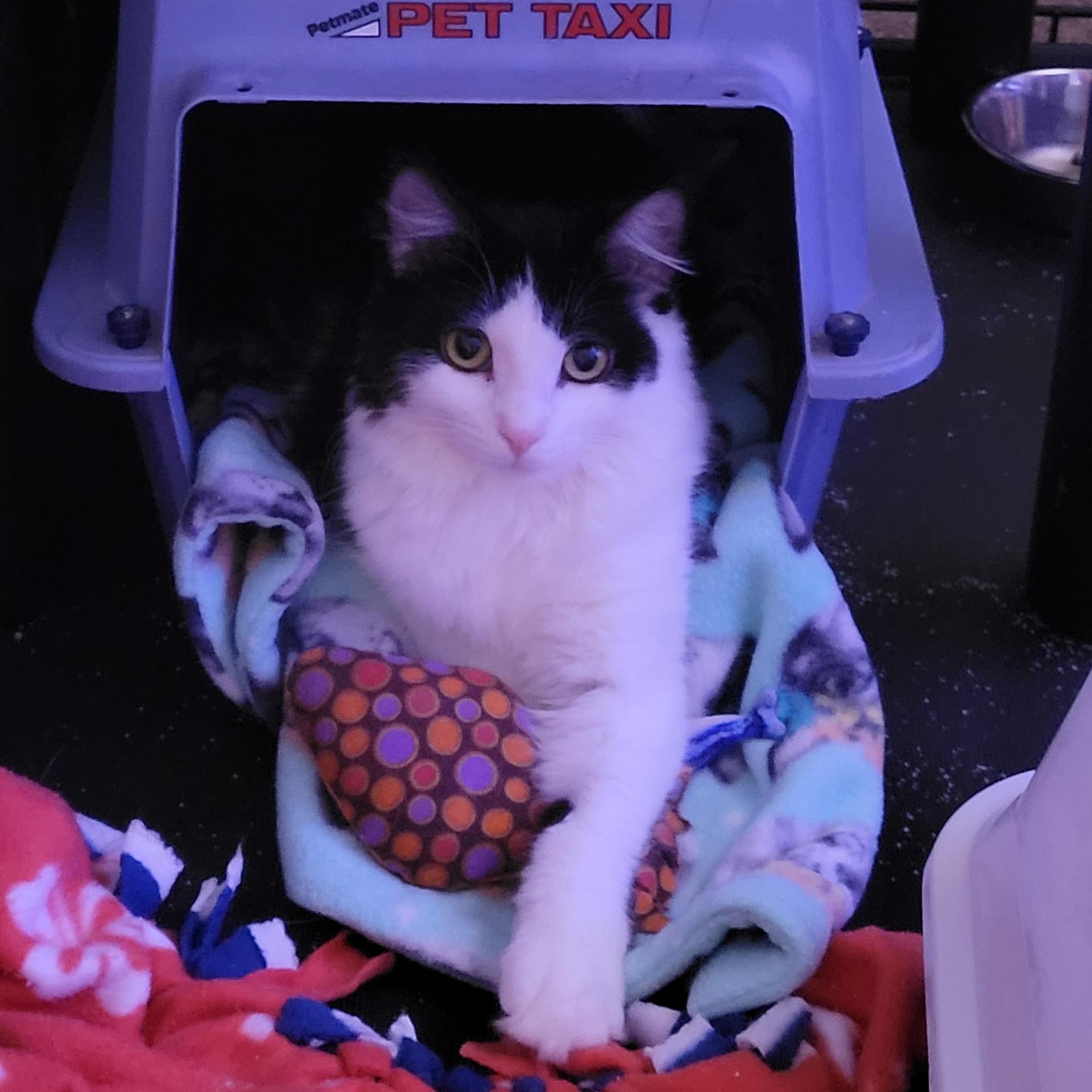 An adult small-sized female Black Domestic Long Hair cat named Darcy for adoption in Albany, NY