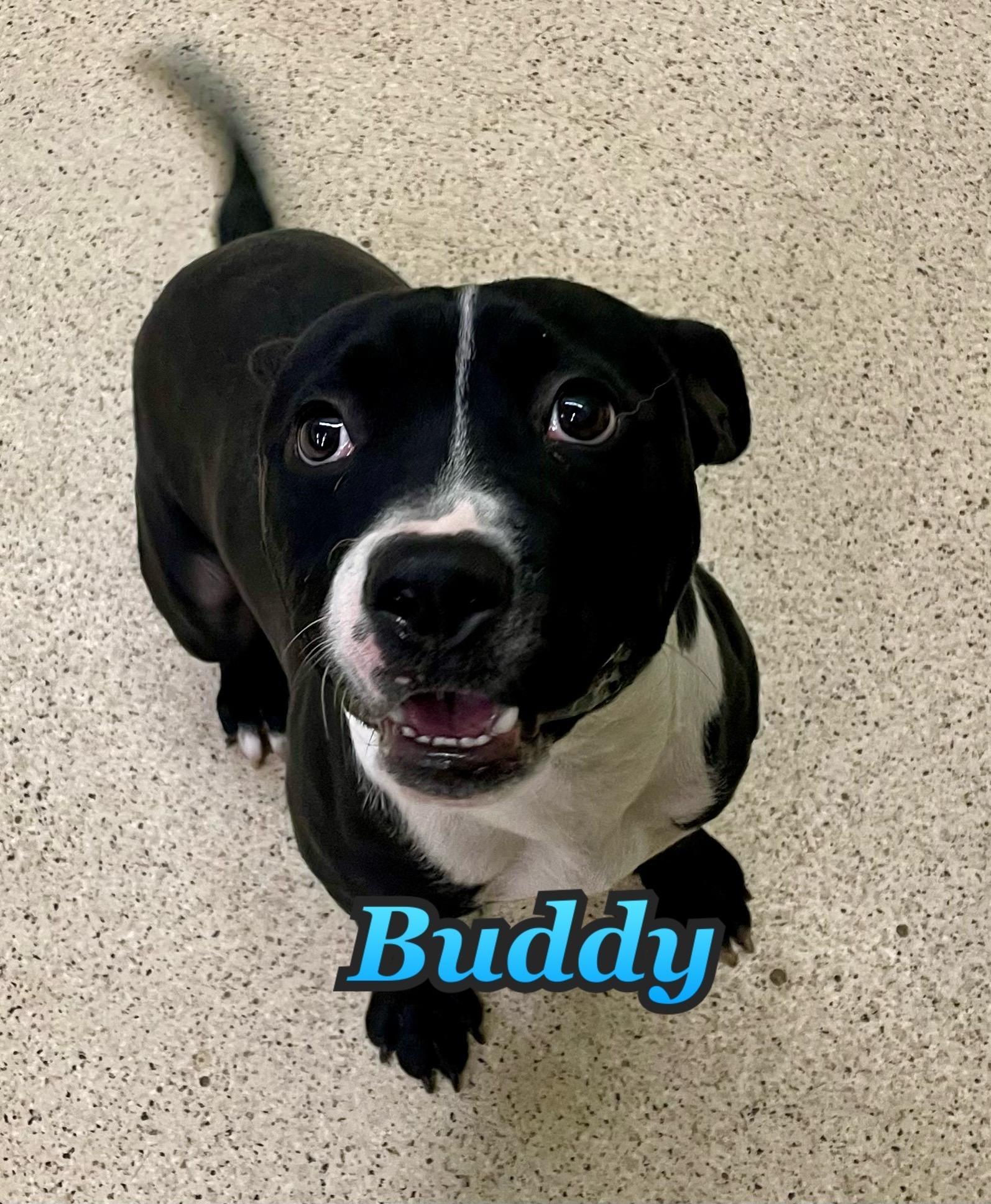 Buddy
