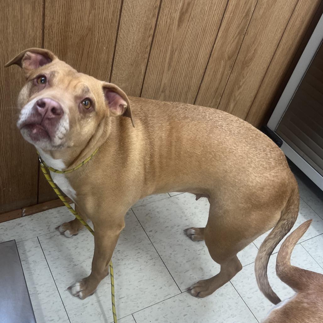 An adult medium-sized female Red / Chestnut / Orange Mixed Breed dog named Honey for adoption in Columbiana, AL