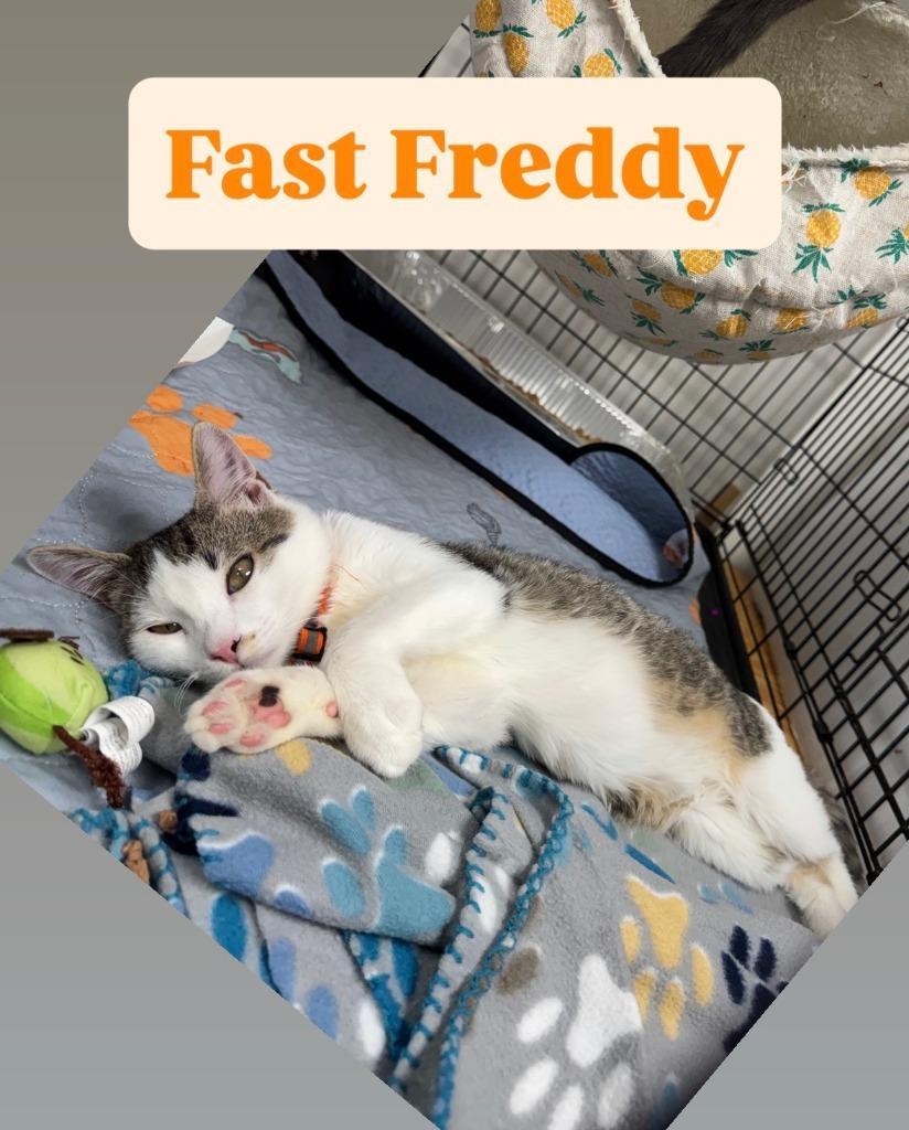 Fast Freddie