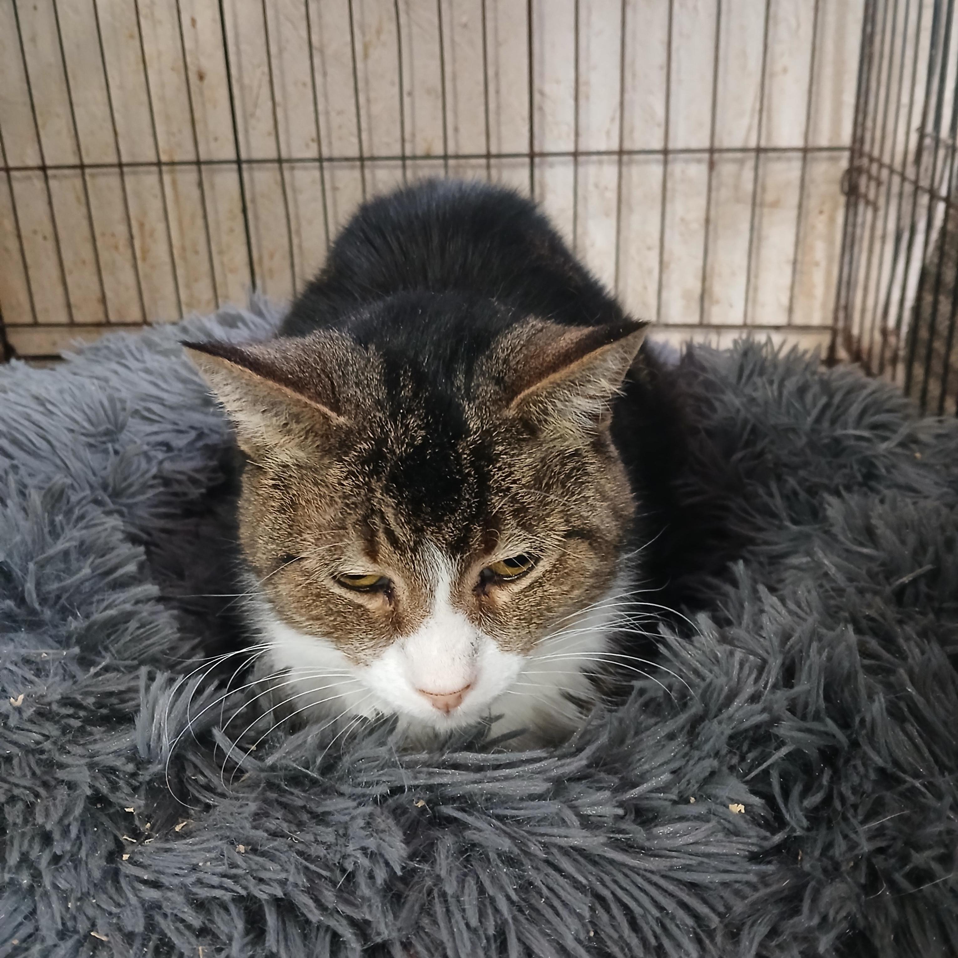 Mill Pond Neon Alert