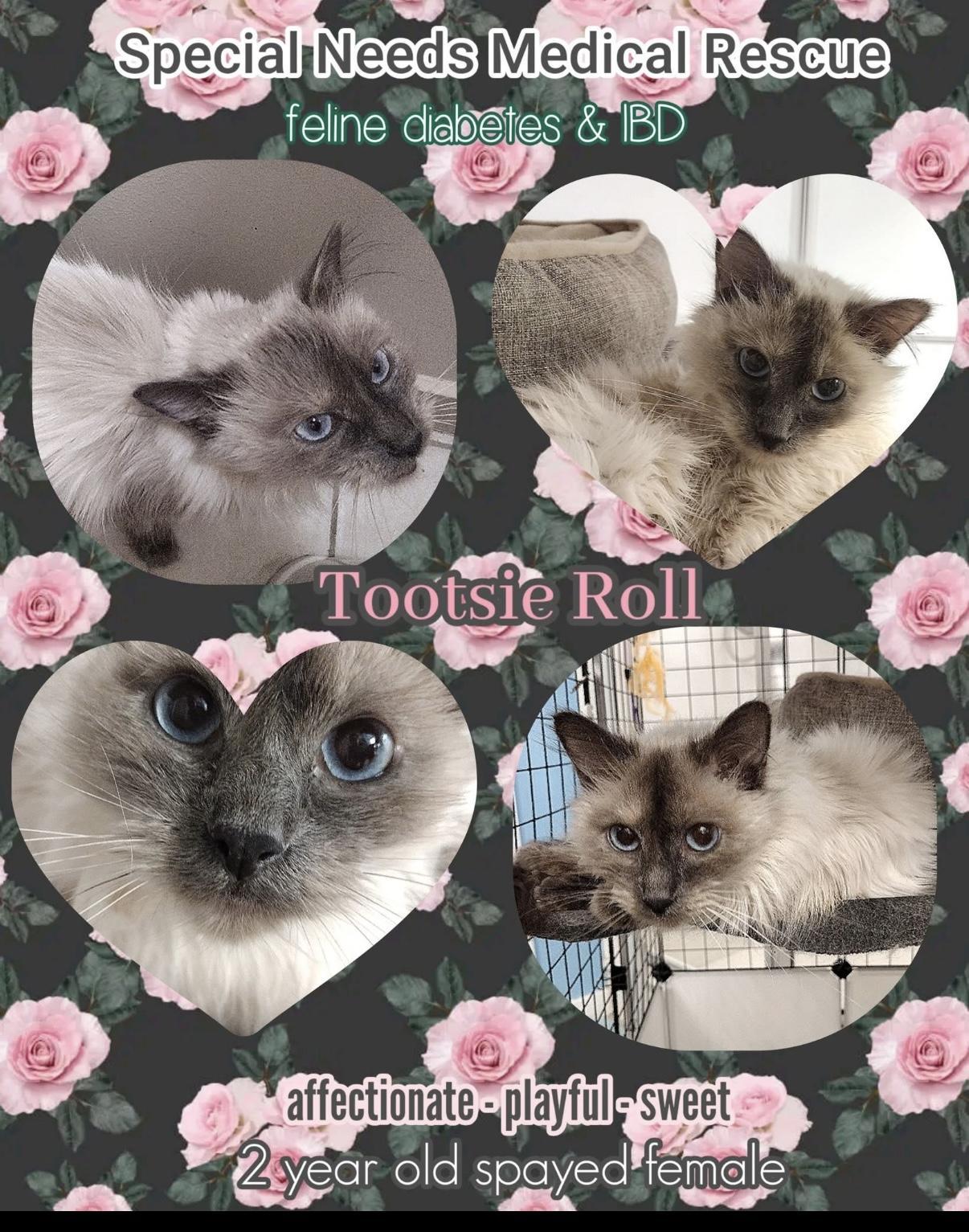 Tootsie Roll photo 1