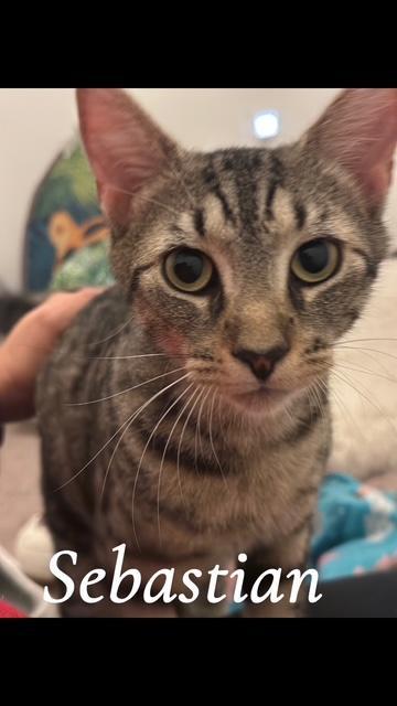 Sebastian