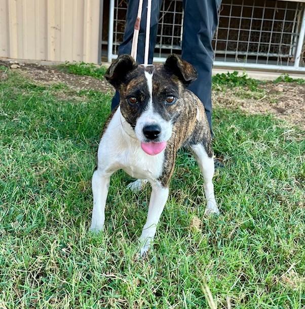An adult small-sized female Brindle Jack Russell Terrier dog named Squirrel for adoption in Bandera, TX