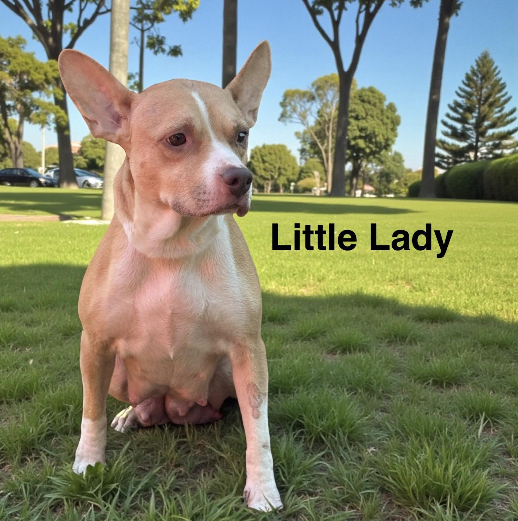 An adult medium-sized female Apricot / Beige Mixed Breed dog named Little Lady for adoption in Allen, TX