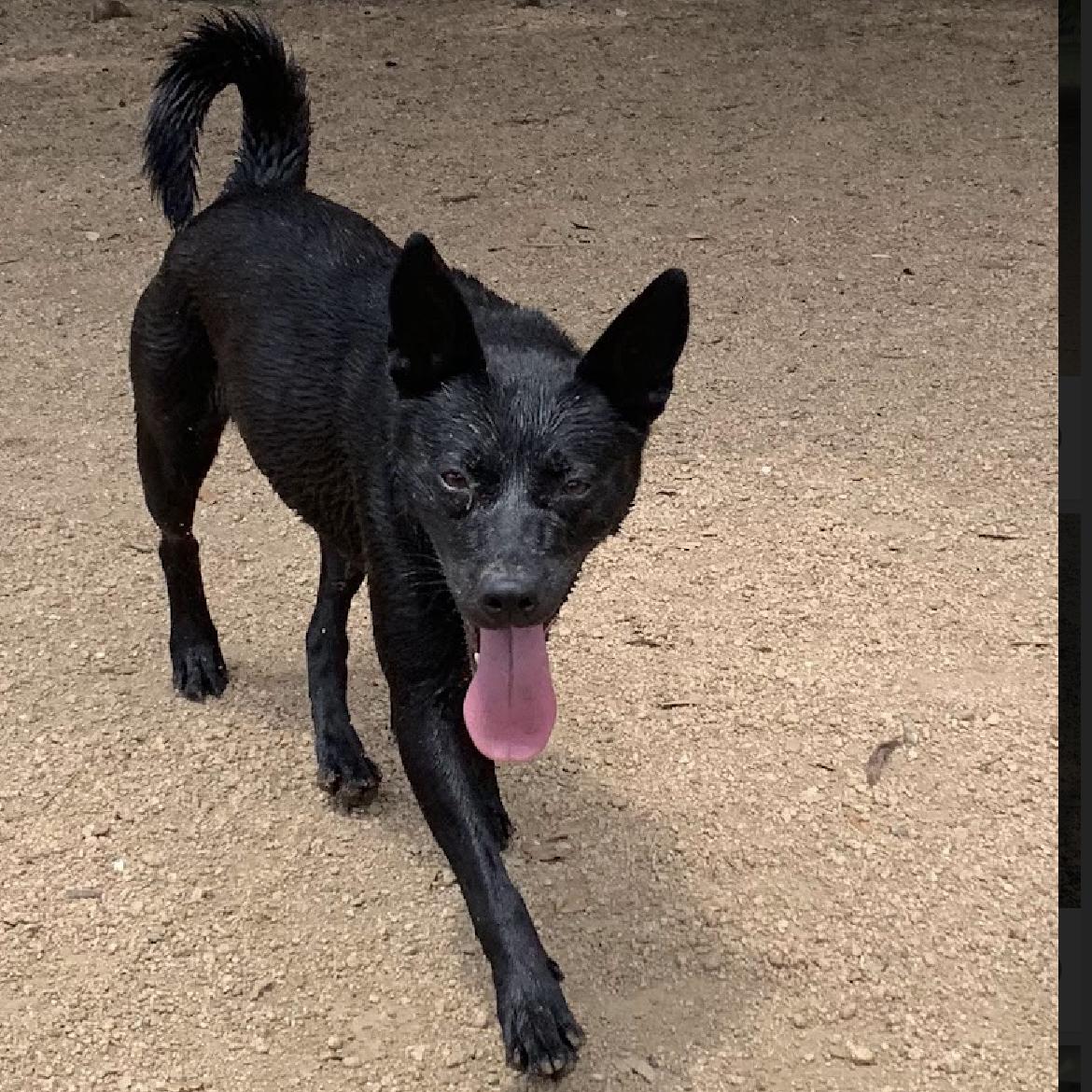 An adult medium-sized female Black Mixed Breed dog named Miss Luna for adoption in Spring, TX