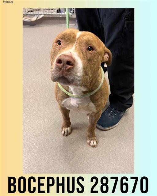 Bocephus