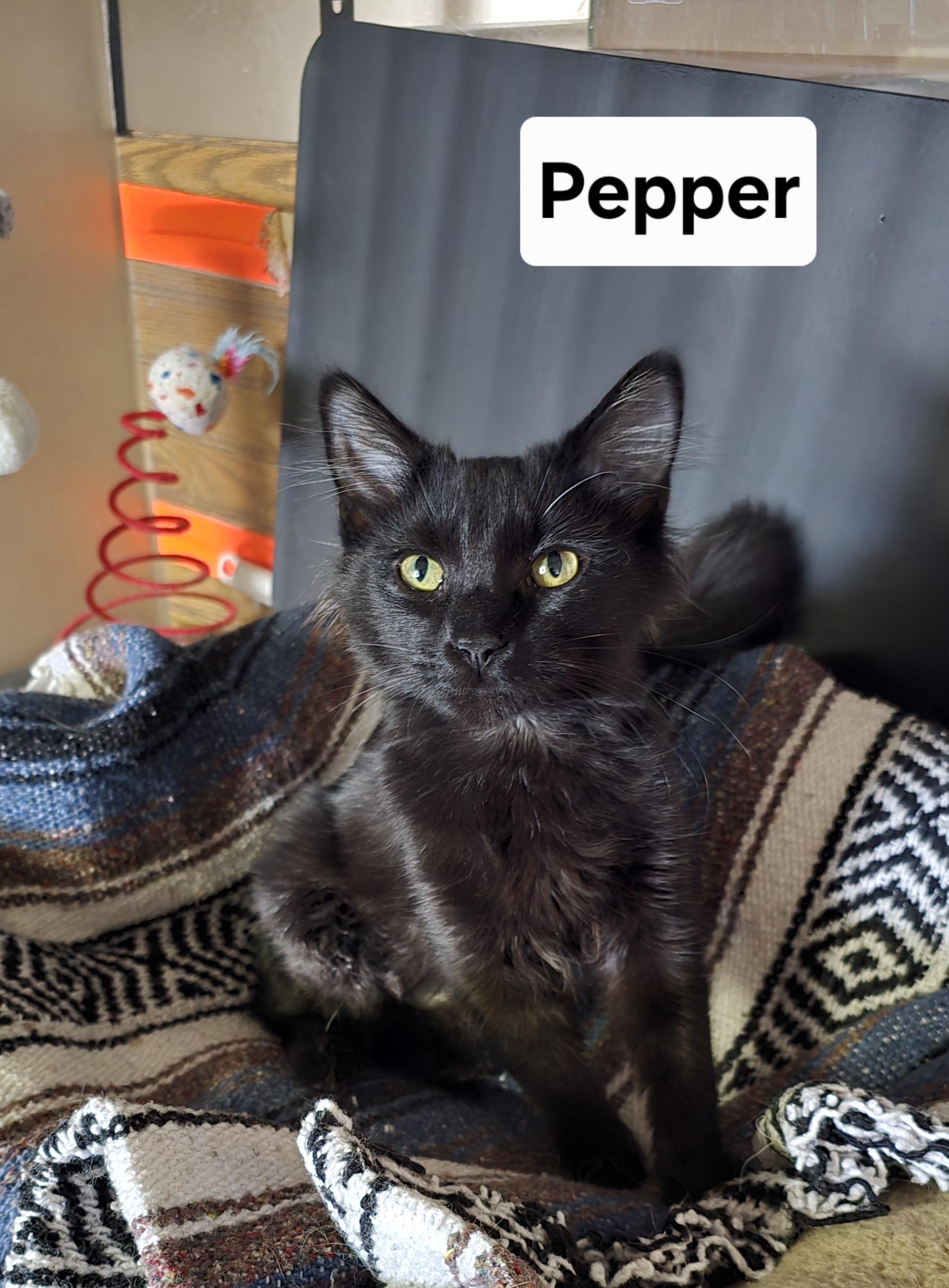 Pepper