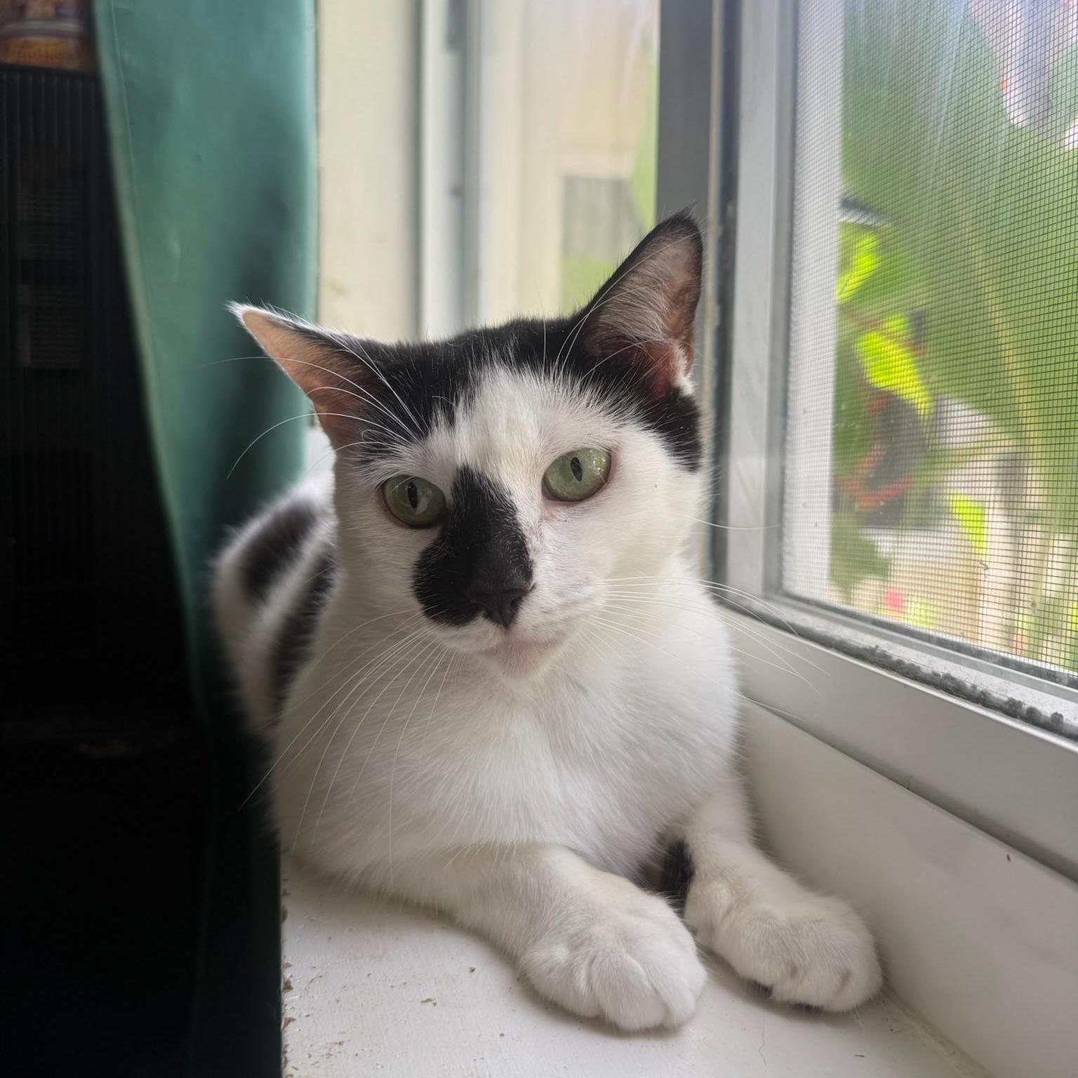 A young medium-sized female White Domestic Short Hair cat named Myla for adoption in Miami, FL