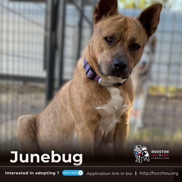 A young medium-sized female Brindle Pit Bull Terrier dog named Junebug for adoption in Houston, TX