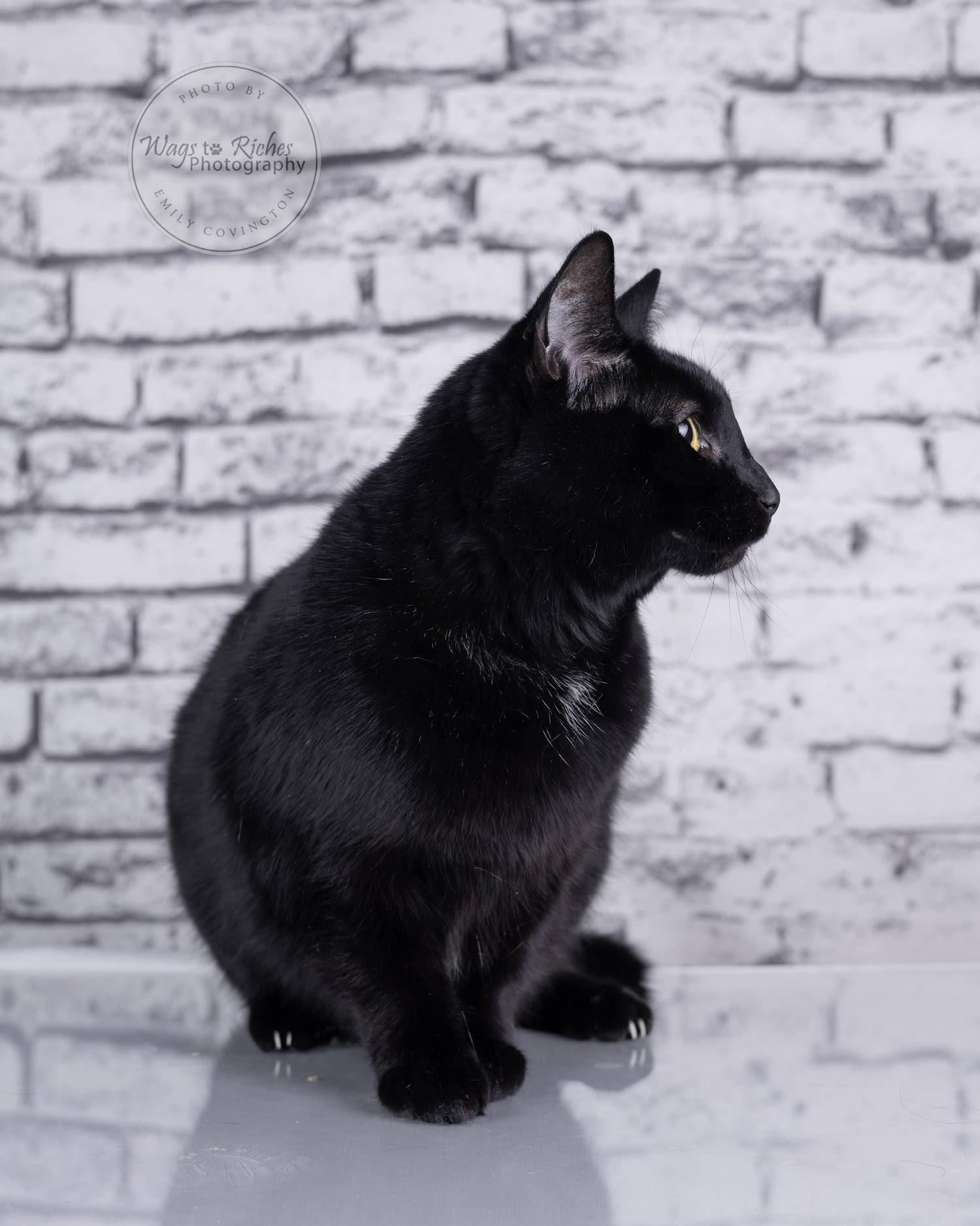 A senior medium-sized female Black Bombay cat named Wednesday for adoption in Tuscaloosa, AL