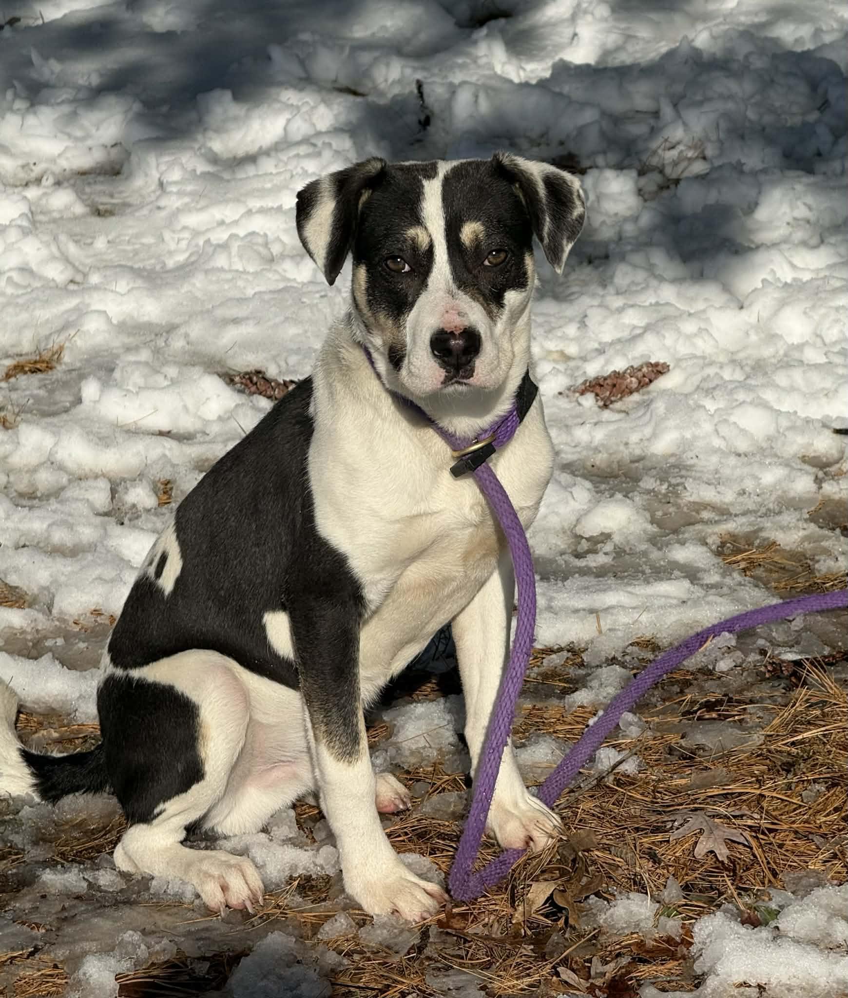 A young medium-sized male Tricolor (Brown, Black, & White) American Foxhound dog named Rosco for adoption in Springfield, IL