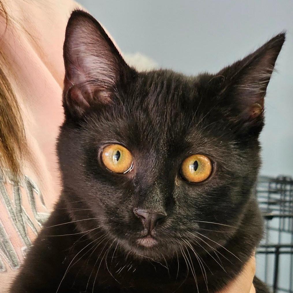 Malik Nelson photo 1