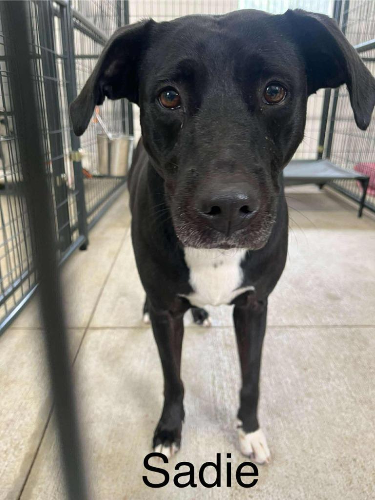 Sadie