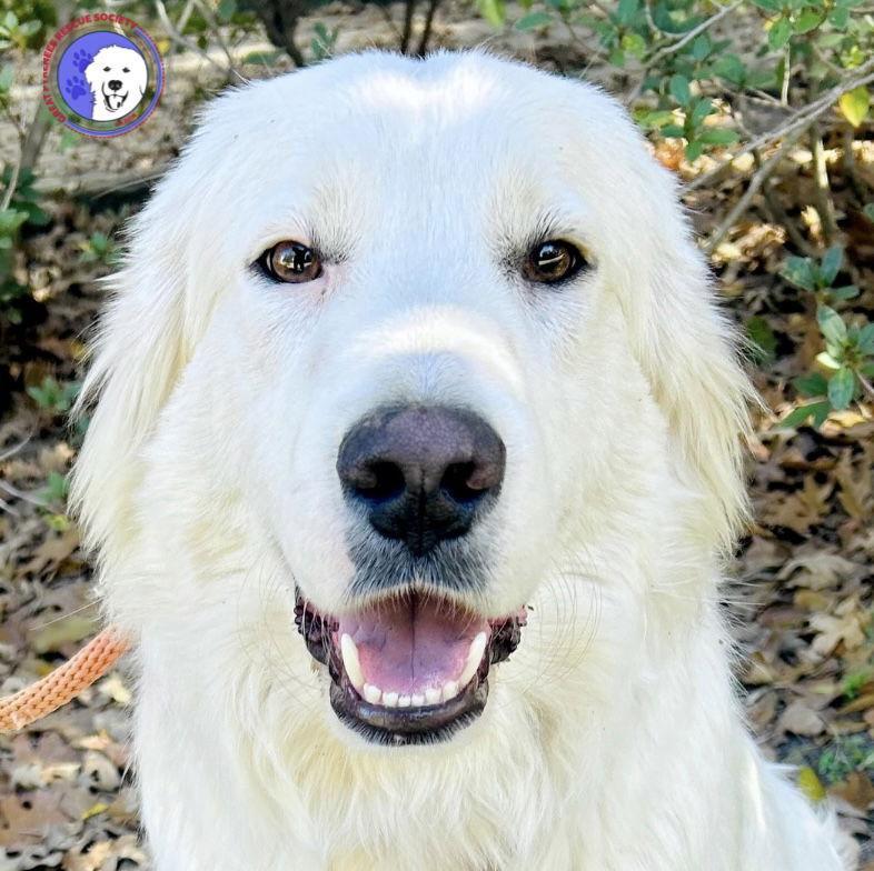 A young large-sized male White / Cream Great Pyrenees dog named Dasher for adoption in Spring, TX