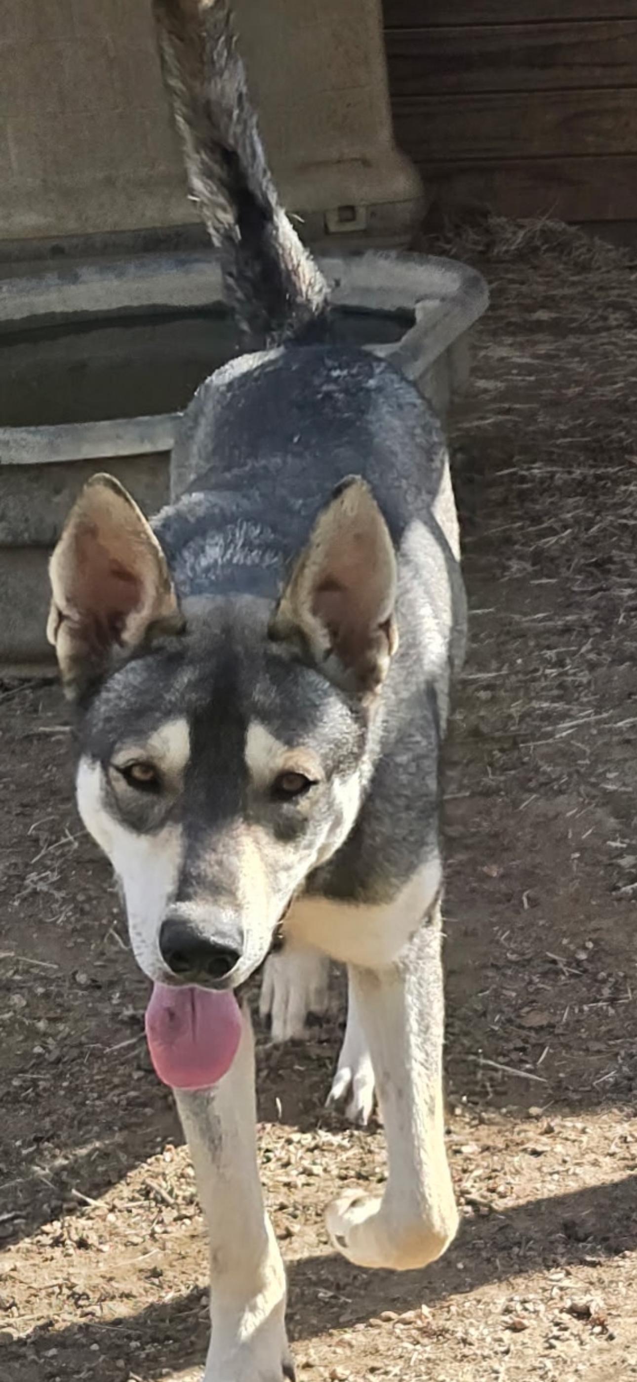 An adult large-sized male Siberian Husky dog named Nipsy for adoption in Sumter, SC