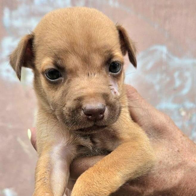 Shazam "a Bolt Of photo 1