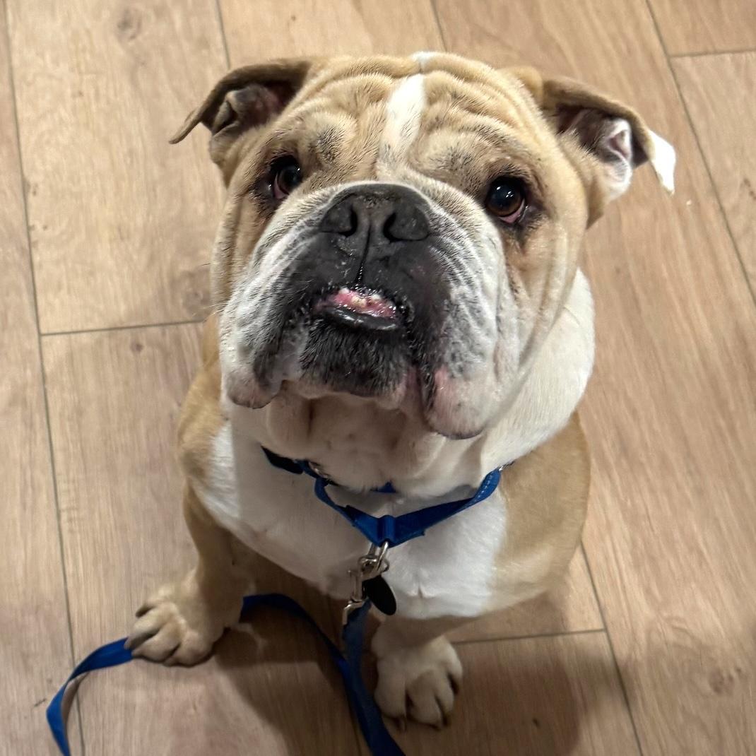 An adult medium-sized male Yellow / Tan / Blond / Fawn English Bulldog dog named Toby for adoption in Brooklyn, NY