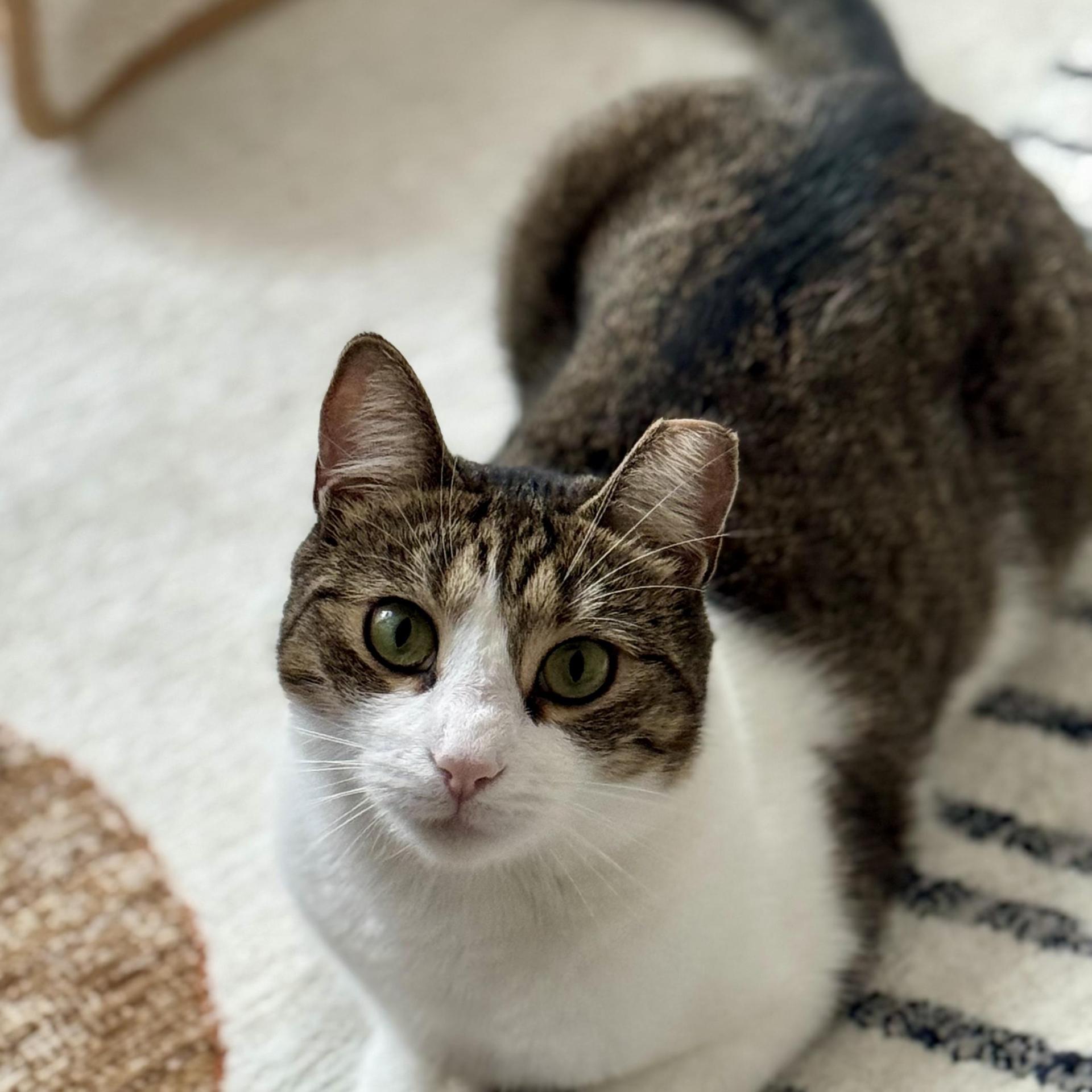 An adult medium-sized female Tabby (Brown / Chocolate) Domestic Short Hair cat named Gentle Soul Playful for adoption in Stamford, CT