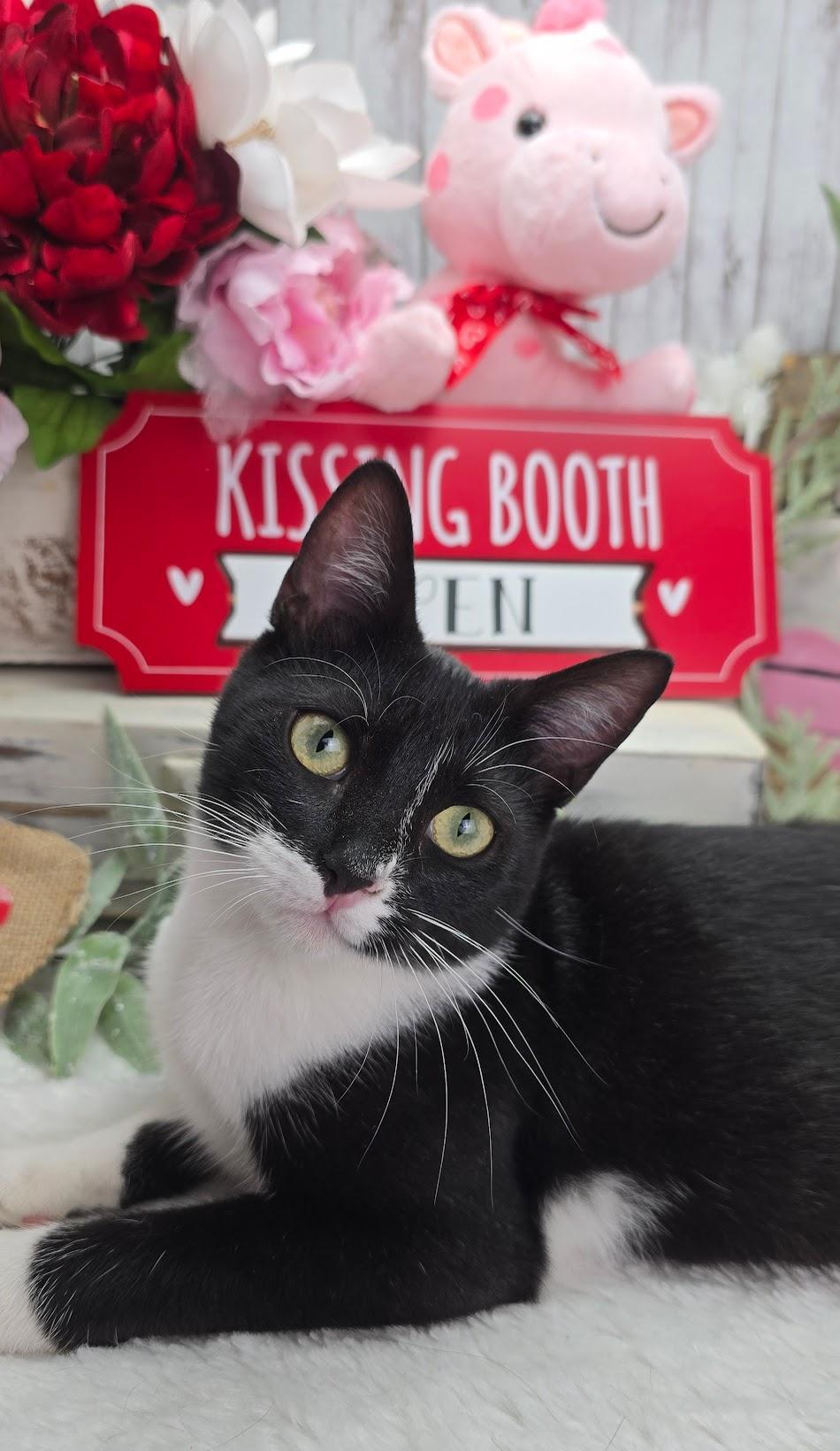 A baby small-sized female Black & White / Tuxedo Domestic Short Hair cat named Daphne The Petite Princess for adoption in Ocean Springs, MS