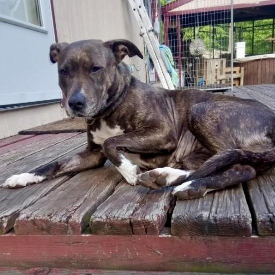 An adult medium-sized female Mountain Cur dog named Puppuccino for adoption in New York, NY