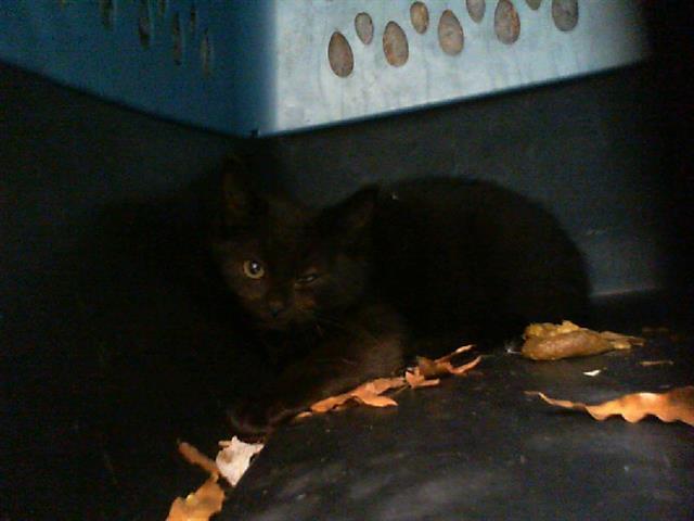 A baby small-sized male Domestic Short Hair cat named Zeke for adoption in Charlotte, NC