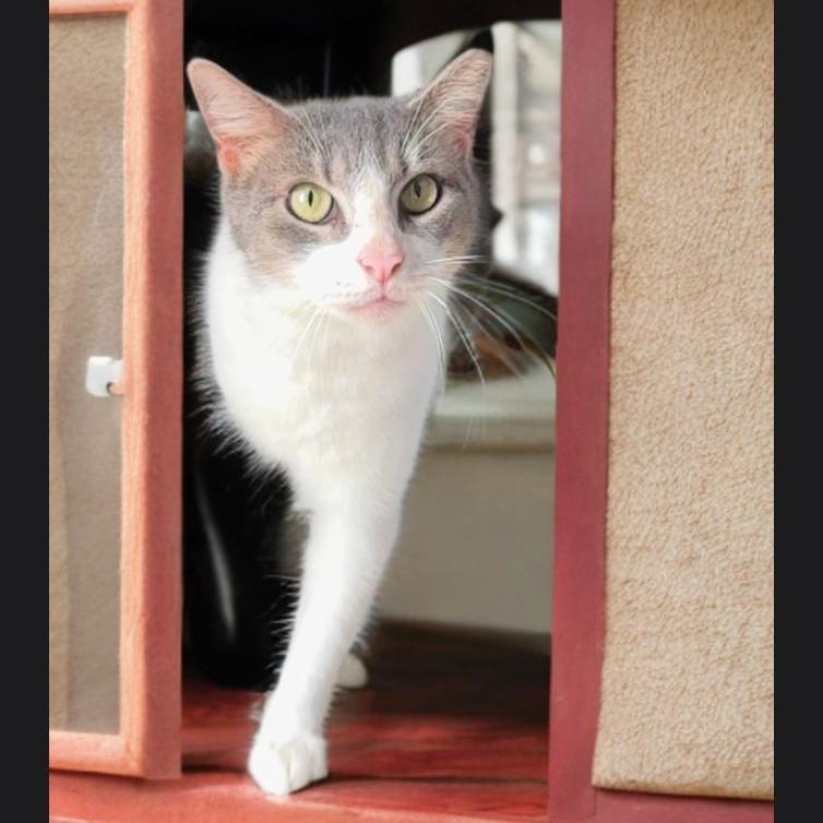 A senior medium-sized female Blue Cream Domestic Short Hair cat named Perla for adoption in Miami, FL