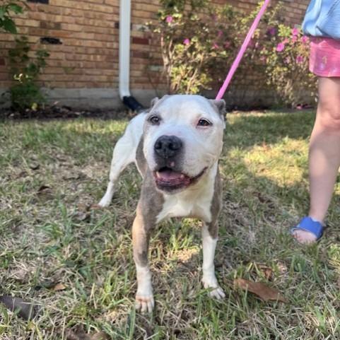 A senior medium-sized female White / Cream Pit Bull Terrier dog named Mila for adoption in Houston, TX