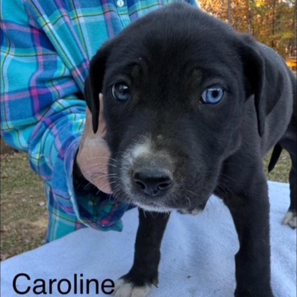 A baby medium-sized female Black Mixed Breed dog named Caroline for adoption in Alexandria, VA