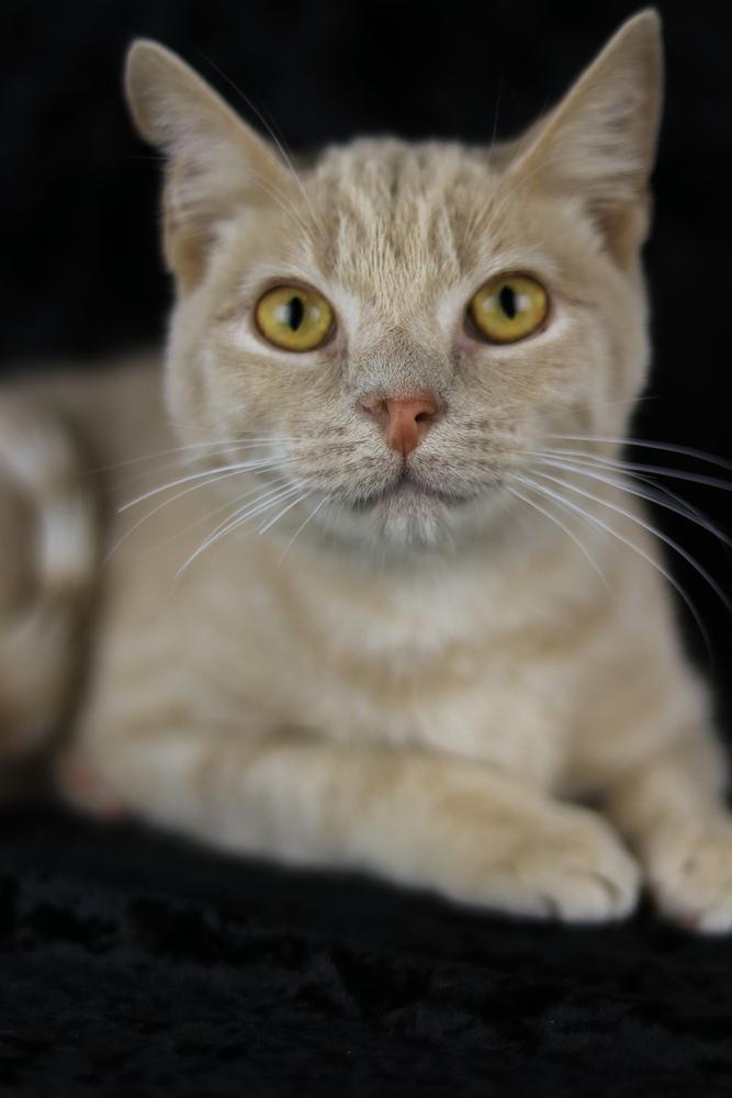 Jake From State Farm