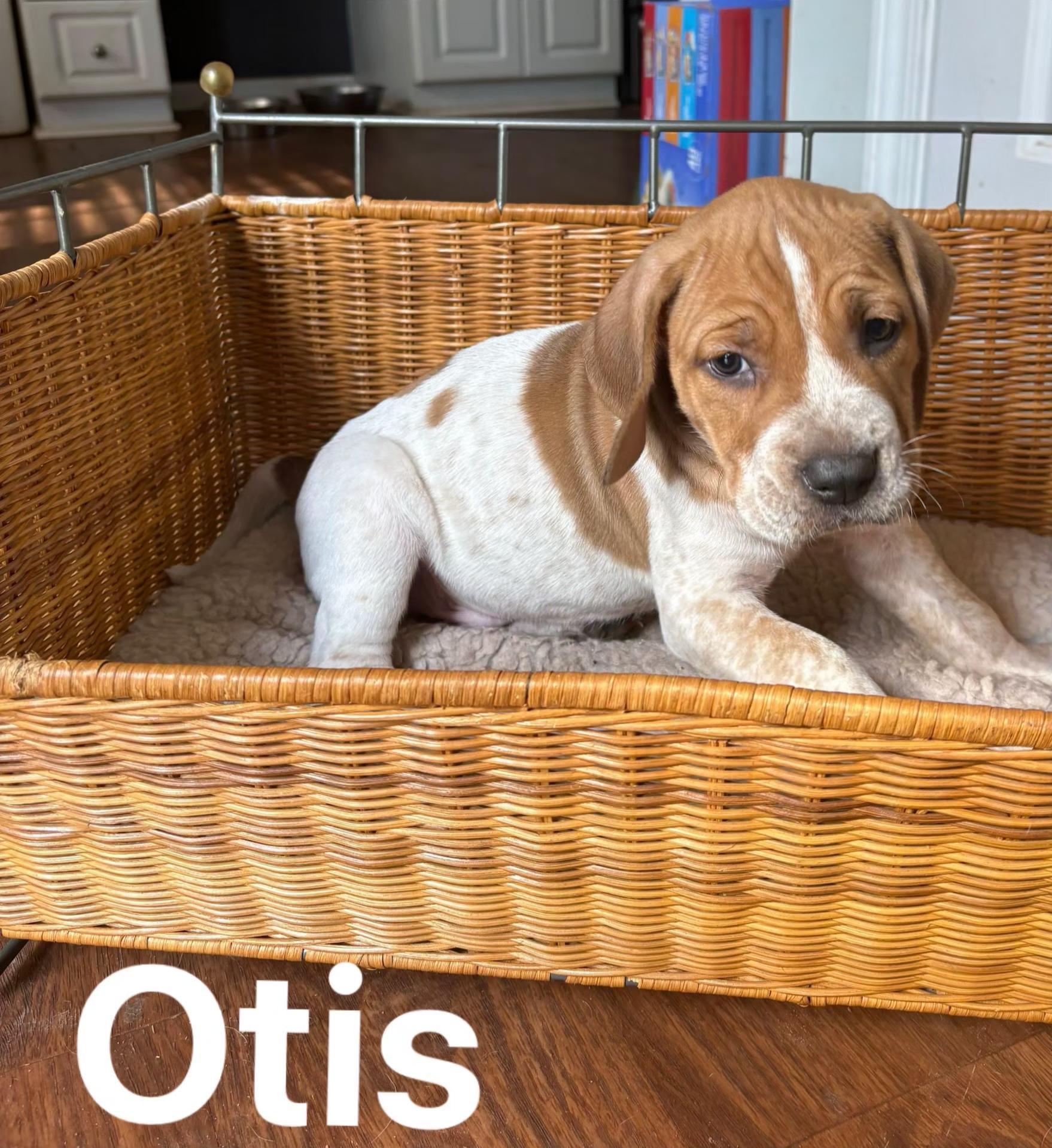 Otis
