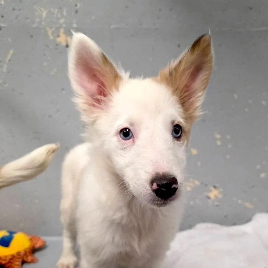 A baby medium-sized female Shetland Sheepdog / Sheltie dog named Whisper for adoption in Dublin, OH