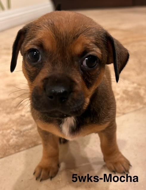 Puppy Mocha Girl