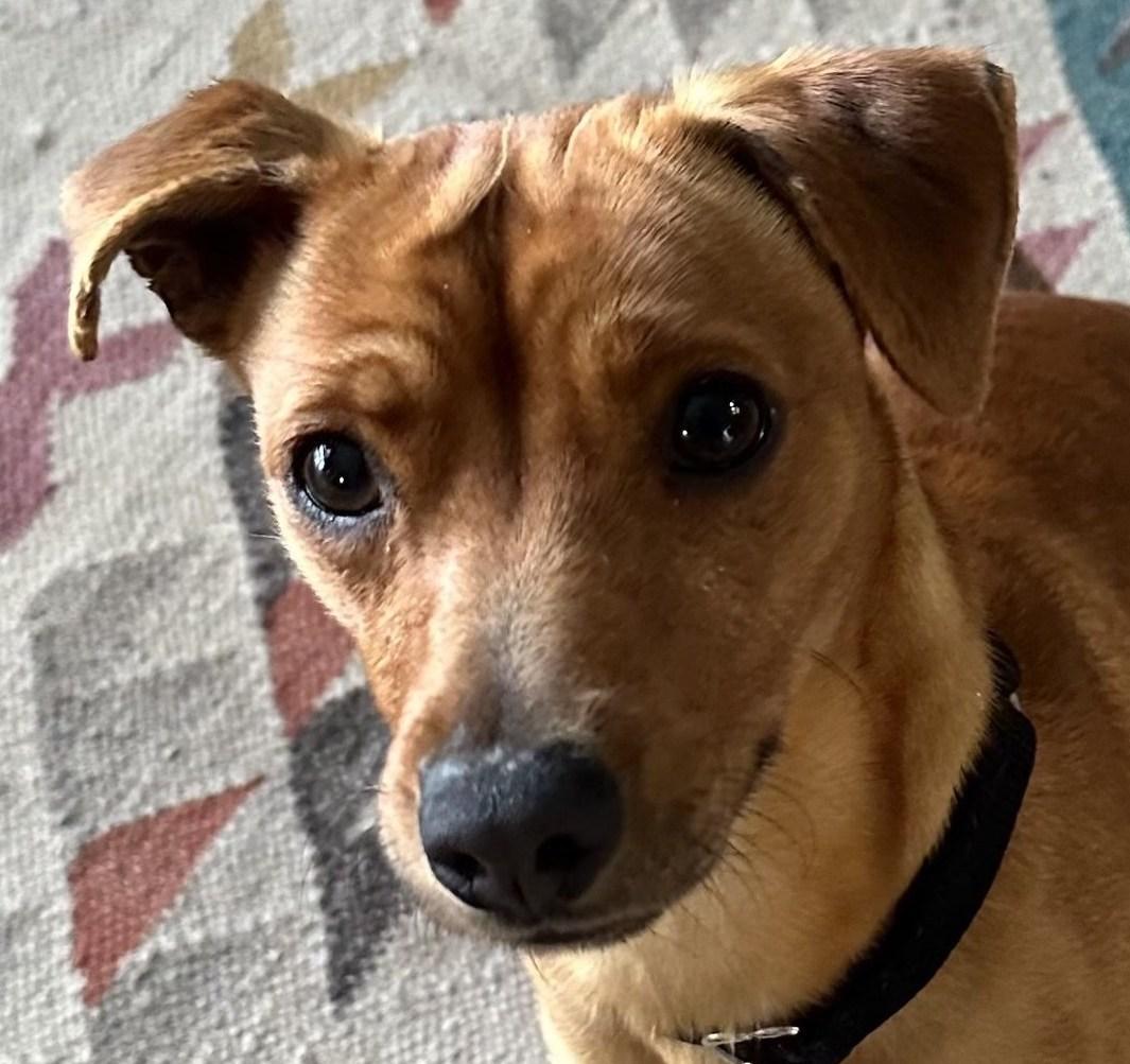 Little Richard photo 1