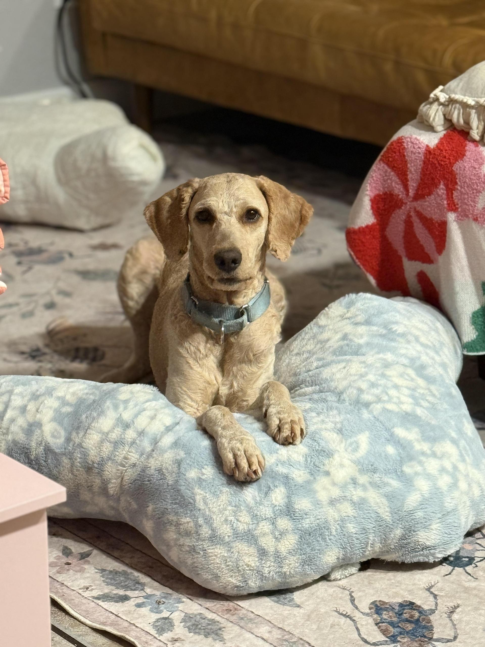 A young medium-sized female Goldendoodle dog named Sandy for adoption in Tampa, FL