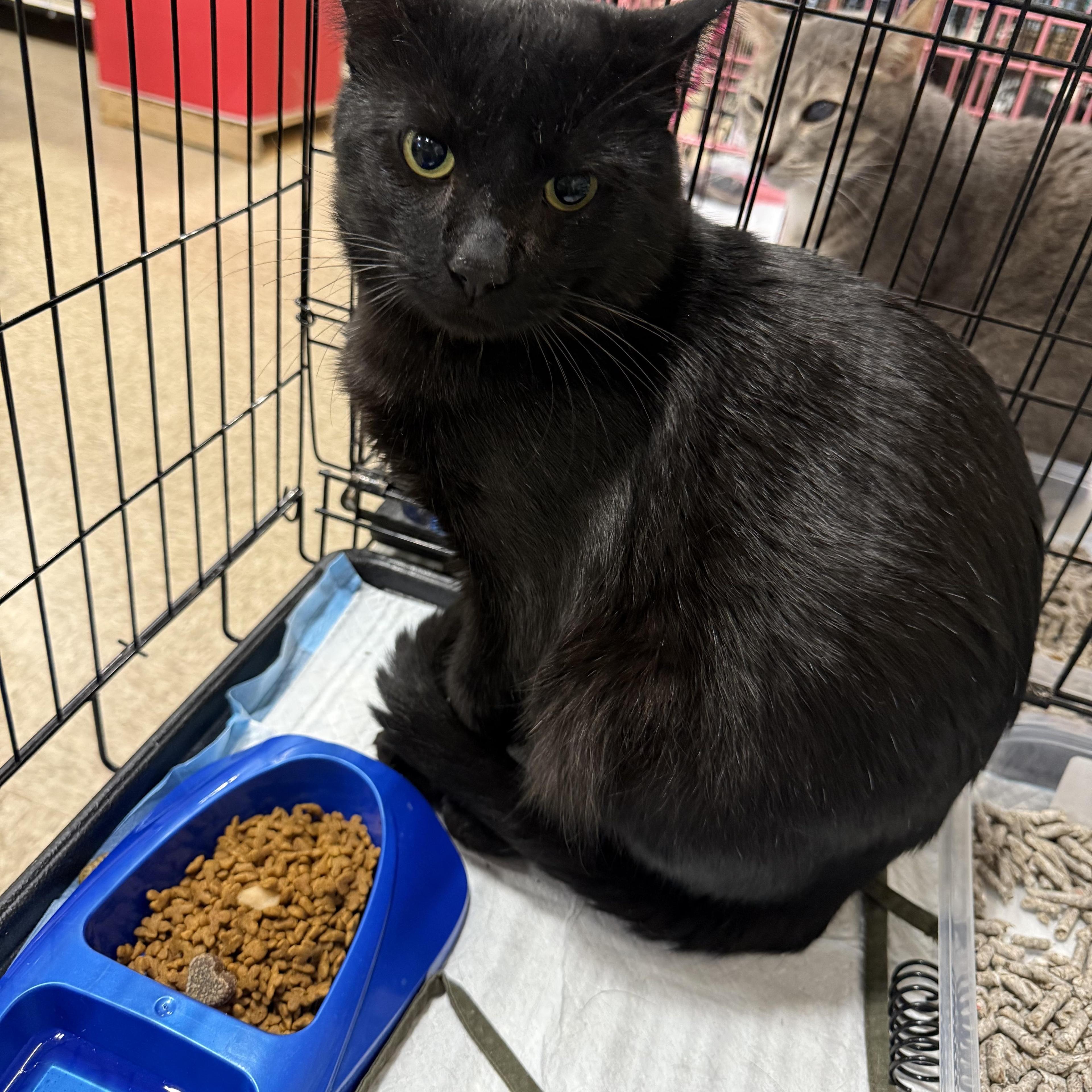 Merlin The Wizard photo 1