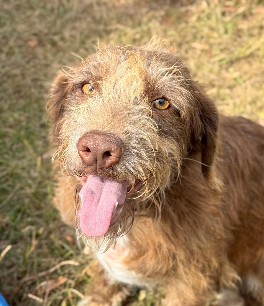 An adult medium-sized female Labradoodle dog named Lucy for adoption in Fosters, AL