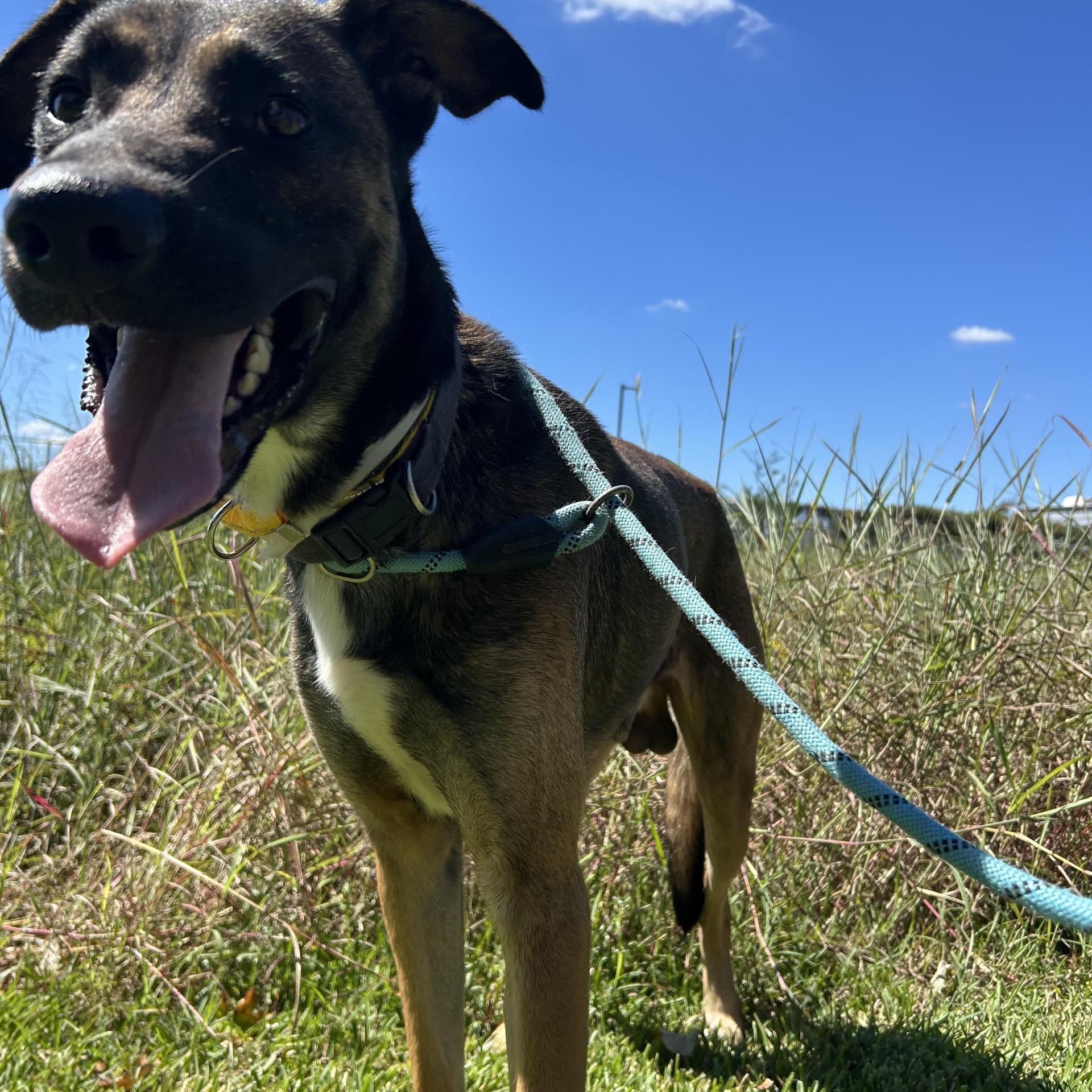 An adult large-sized male Belgian Shepherd / Laekenois dog named Raider for adoption in Pearland, TX