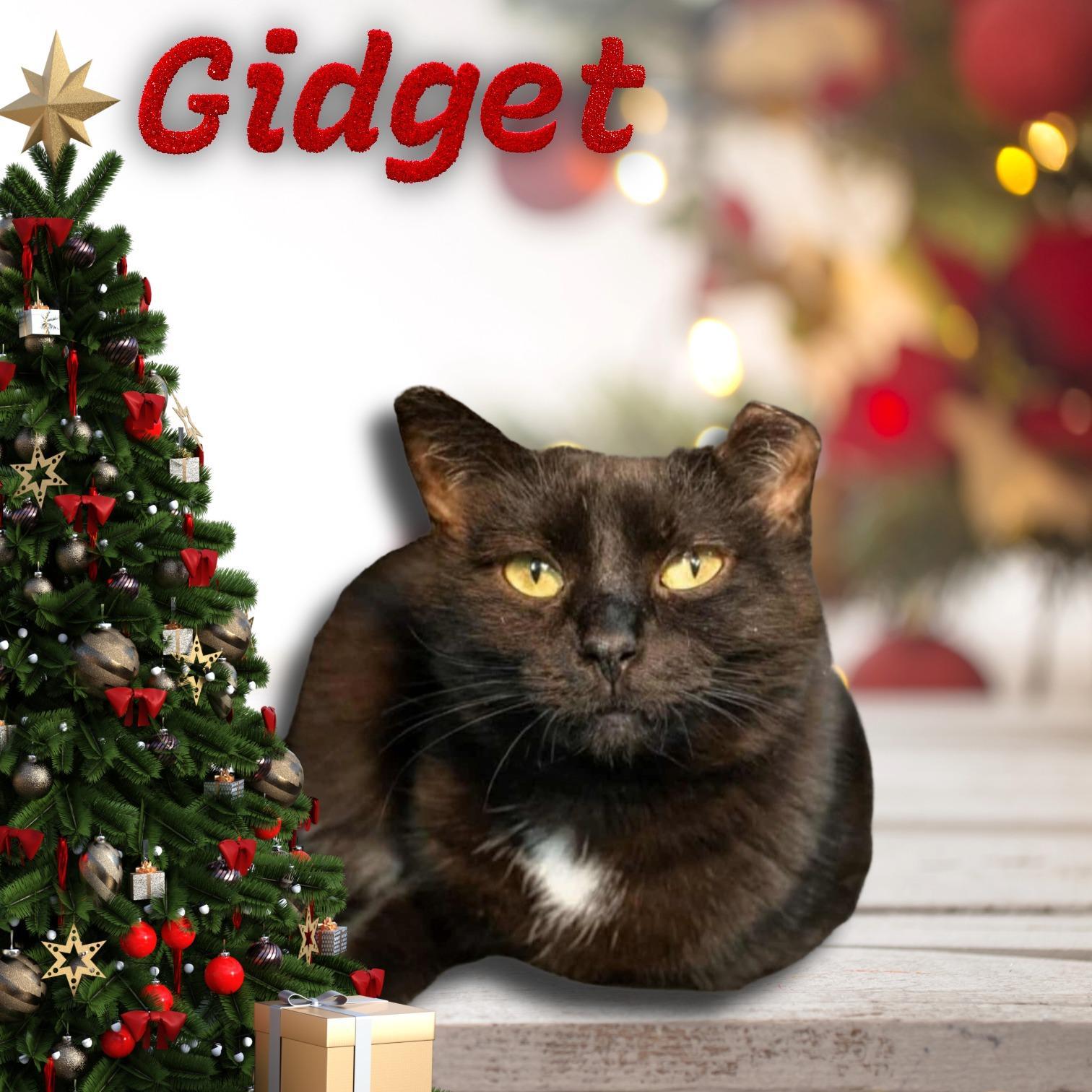 Gidget