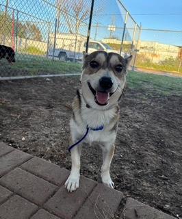An adult small-sized male Siberian Husky dog named Dexter for adoption in Sumter, SC