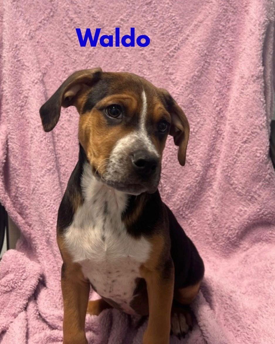 Waldo