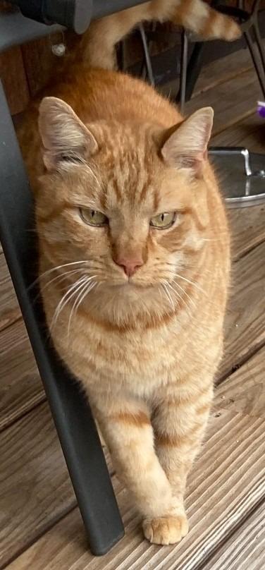 A senior medium-sized male Domestic Short Hair cat named Genghis Khan for adoption in Christiansburg, VA