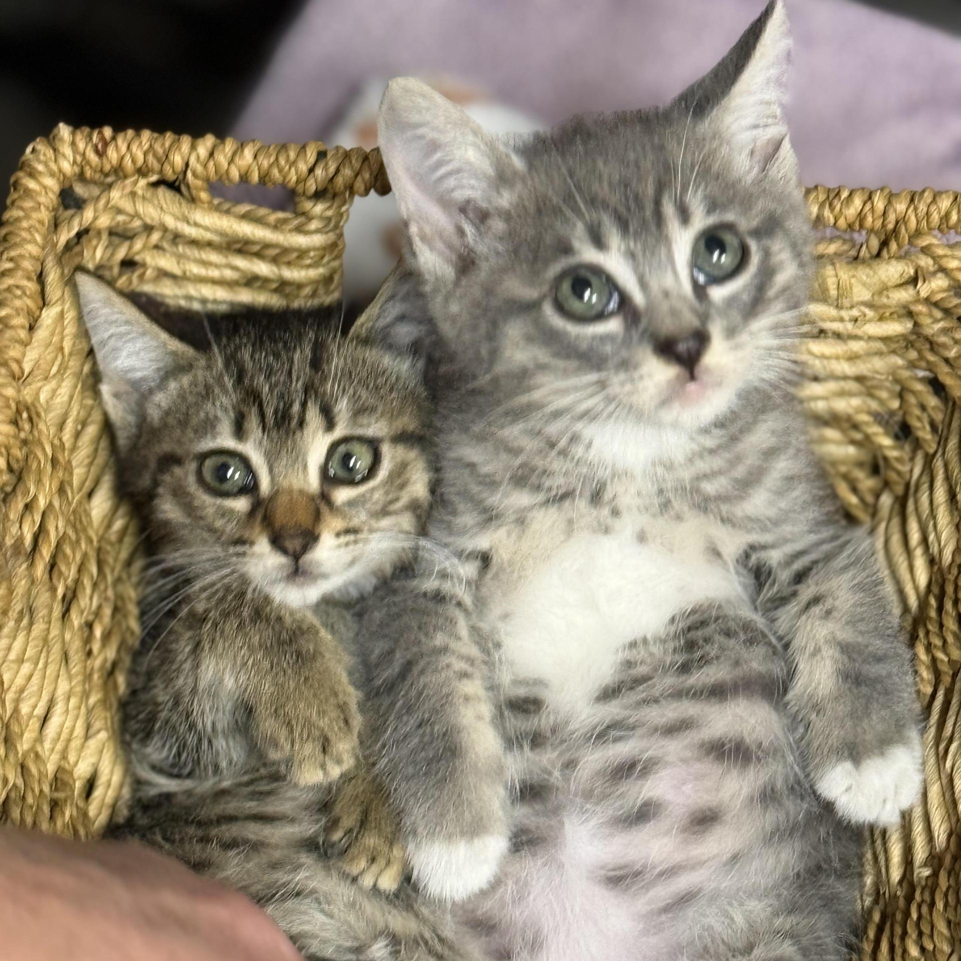 A baby small-sized male Tabby (Gray / Blue / Silver) Tabby cat named Phish And Tuna for adoption in Miami, FL