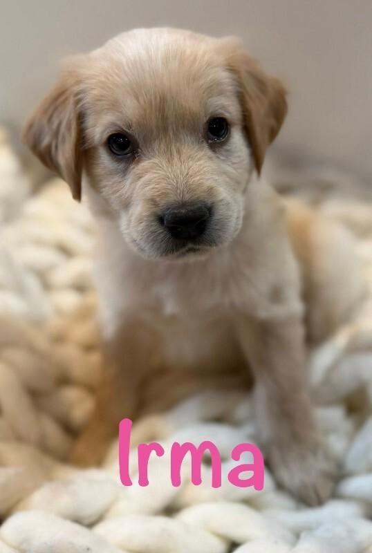 Irma