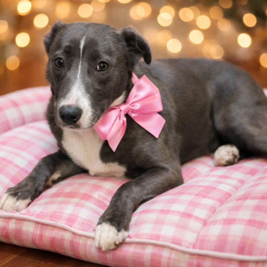 Border Collie Border