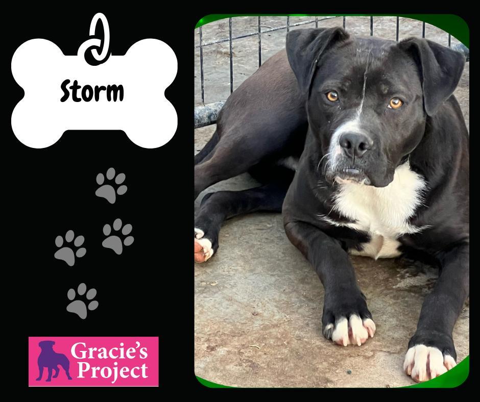 An adult medium-sized male Black Mixed Breed dog named Storm for adoption in Canyon, TX