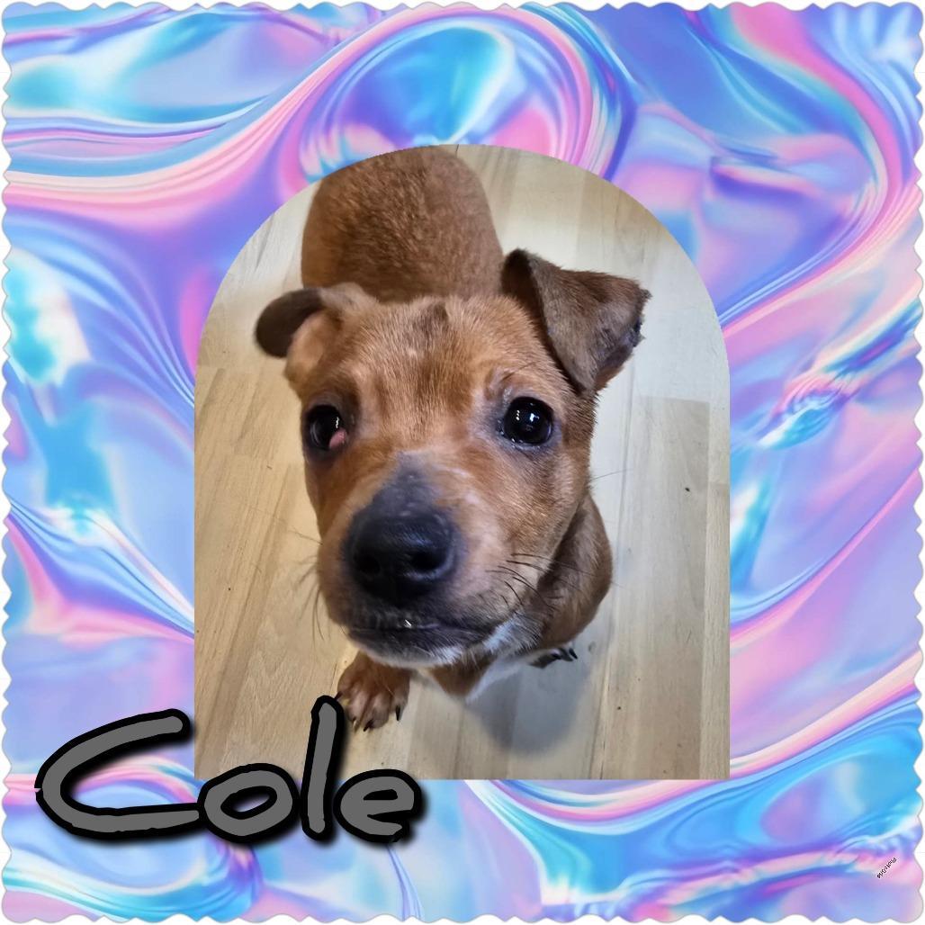 Cole Sprouse photo 1