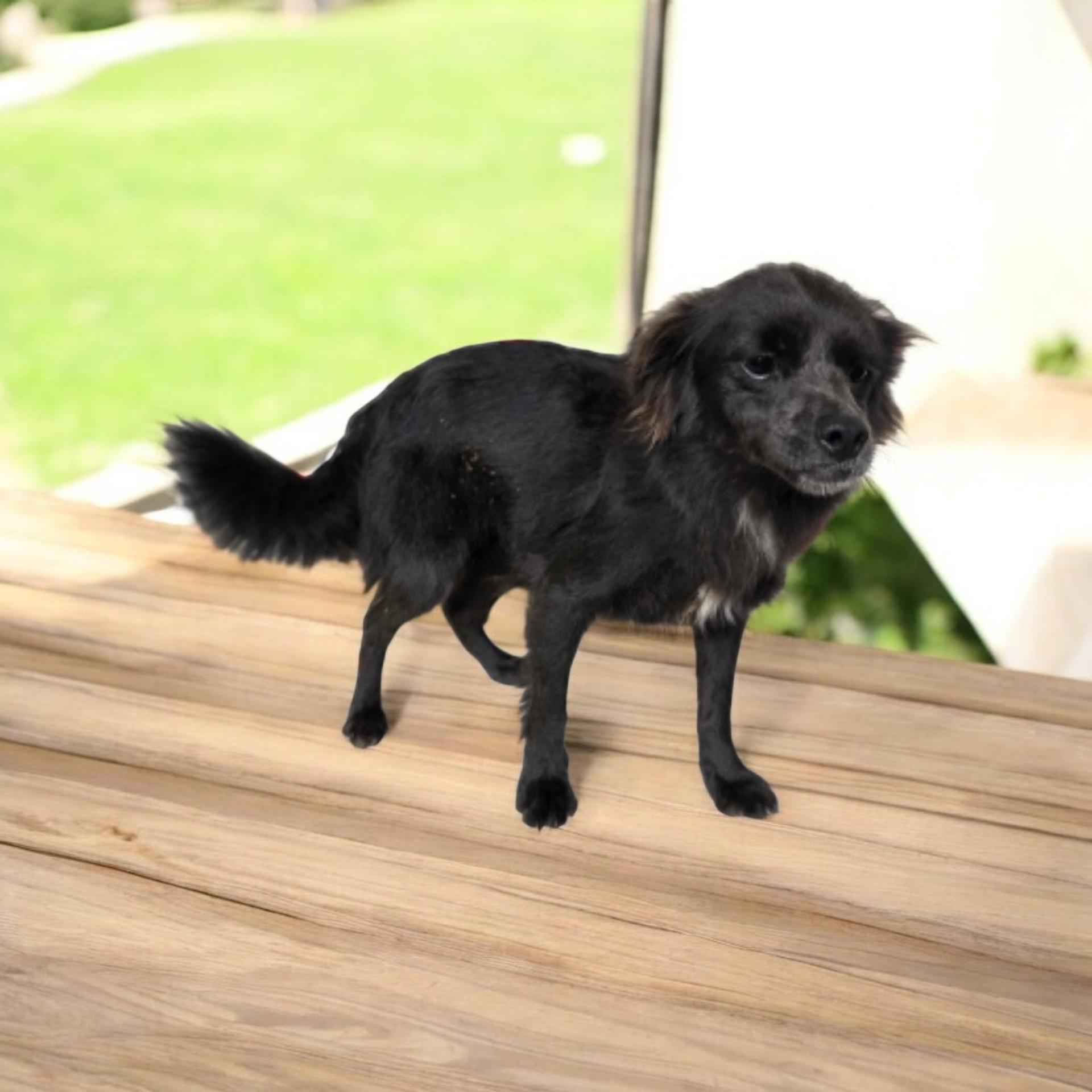 An adult small-sized female Gray / Blue / Silver Spaniel dog named Maizey for adoption in Dallas, GA